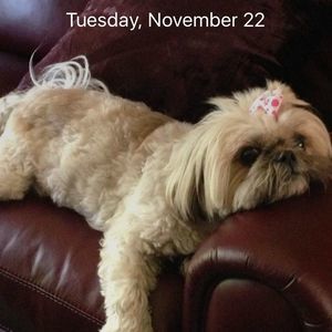 Meet your Posher, Precious